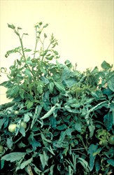 Photo 4. Erect shoots and bushy tomatoes infected by big bud, Candidatus Phytoplasma aurantifolia.