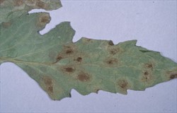 Photo 3. Dark brown or black mould growth ont he underside of the leaf caused by tomato black leaf mould, Pseudocercospora fuligena.