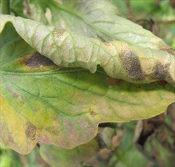 Photo 1. Close up of spots as in Photo 1, showing the spore masses of black leaf mould, Pseudocercospora fuligena, on the underside of the leaves.