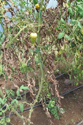 Photo 5. Rapid death of tomato leaves from the base upwards due to infection by black leaf mould, Pseudocercospora fuligena.