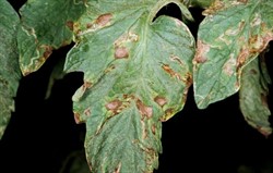 Photo 2. Leaf spot caused by early blight on tomato, Alternaria solani.