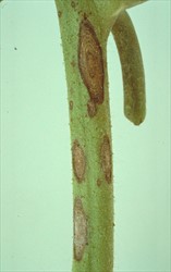 Photo 4. Early blight, Alternaria solani, on a tomato stem, showing elongated target spots.