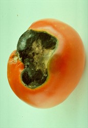Photo 5. Early blight, Alternaria solani, on tomato fruit, showing black spores masses.
