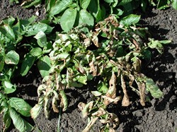 Photo 8. Collapse of potato plant due to infection of early blight, Alternaria solani.