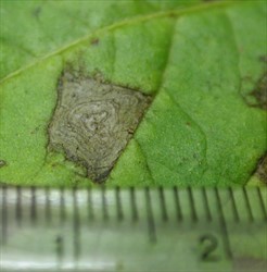 Photo 3. Characteristic rings or target structures on potato leaf caused by early leaf blight, Alternaria solani.