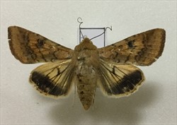 Photo 11. Male Helicoverpa armigera. Note the indistinct inner border of  the black markings on the hind wings.
