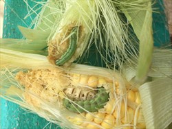 Photo 6. Caterpillars of Helicoverpa armigera, in cobs of maize, showing the dark green stripes along the back and a yellow stripe at the side (more clearly seen on the caterpillar at the top of the photo).
