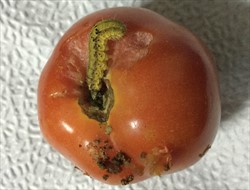 Photo 4. Caterpillar of the tomato fruit borer (corn earworm), Helicoverpa armigera, eating a tomato. Note, hairs on the body can be clearly seen towards the rear of the caterpillar.