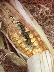 Photo 7. Caterpillar of Helicoverpa armigera in cob of maize. Note, this is much darker than those in Photo 6.