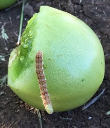 Photo 3. Caterpillar of the tomato fruit borer (corn earworm), Helicoverpa armigera, eating a tomato.