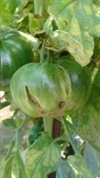 Photo 1. Splitting of tomato fruit caused by irregular water supply.