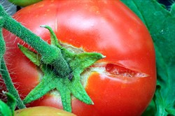 Photo 2. Splitting of tomato fruit caused by irregular water supply.