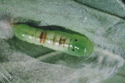 Photo 2. Pupa of green looper, Chrysodeixis eriosoma, showing the silken cocoon.