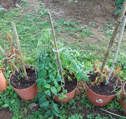Photo 2. Tomato plant (centre) infested with the tomato keeled treehopper, Antianthe expansa. The capsicum plants either side of the tomato have been killed by treehopper attack.