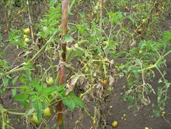 Photo 1. Rapid destruction of tomato plants by late blight, Phytophthora infestans.
