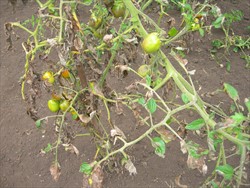 Photo 2. Large irregular-shaped spots on the leaves, and rots on the fruit, of tomato caused by late blight, Phytophthora infestans.