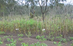 Photo 5. Tomato trial uniformly attacked and destroyed by late blight, Phytophthora infestans.