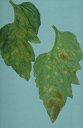 Photo 3. Close-up of top and bottom leaf surfaces of tomato with spots caused by leaf mould, Passalora fulva.