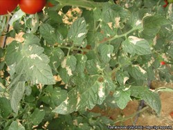 Photo 1. Leaf blotches caused by tomato leafminer, Tuta absoluta.