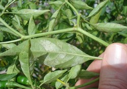 Photo 2. Symptoms of tomato powdery mildew, Leveillula taurica, on the underside of a chilli leaf. Note the patches are bordered by the main veins.