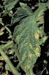 Photo 1. Tomato powdery mildew, Leveillula taurica, on the upper leaf surface showing yellowish patches.