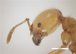 Photo 4. Large worker, Solenopsis geminata, side view of head.