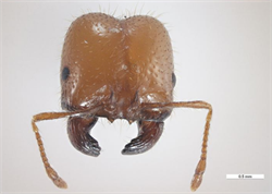 Photo 2. Small worker, Solenopsis geminata, front of head.