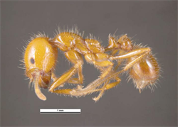 Photo 1. Small worker, Solenopsis geminata, side view.