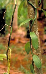Photo 2. Black stem infections on vanilla caused by Vanilla necrosis virus.