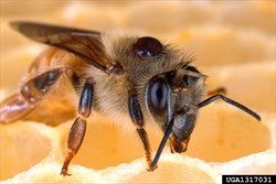 Photo 4. European honeybee with varroa mite, Varroa destructor, on its thorax.