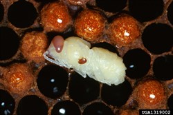 Photo 3. An adult female varroa mite, Varroa destructor, feeds on the midsection of a developing worker bee.