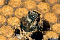 Photo 5. Bee emerging from a brood cell with a varroa mite, Varroa destructor, on its back. Another mite is to the right.