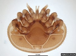 Photo 1. Underside of adult varroa mite, Varroa jacobsoni.