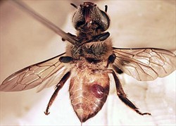 Photo 3. Varroa jacobsoni on an Asian bee, Apis cerana.