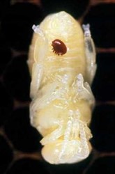 Photo 4. Varroa jacobsoni on larva of the Asian bee, Apis cerana.