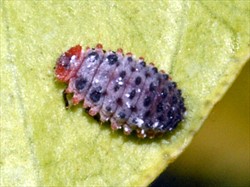 Photo 3. Larva of Rodolia cardinalis.