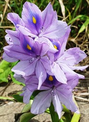Photo 9. Close-up of flower, water hyacinth, Eichhornia crassipes.