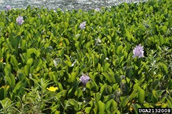 Photo 2. Dense mass of water hyacinth, Eichhornia crassipes, some in flower (lilac-blue).