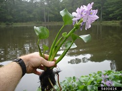 Photo 6. Flower, long slender leaf stalks, and round leaf blades, water hyacinth, Eichhornia crassipes.