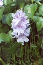 Photo 8. Close-up of flower, water hyacinth, Eichhornia crassipes.