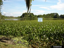 Photo 1. Dense mass of water hyacinth, Eichhornia crassipes.