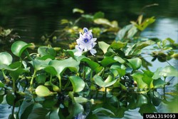 Photo 7. Flower of water hyacinth, Eichhornia crassipes.