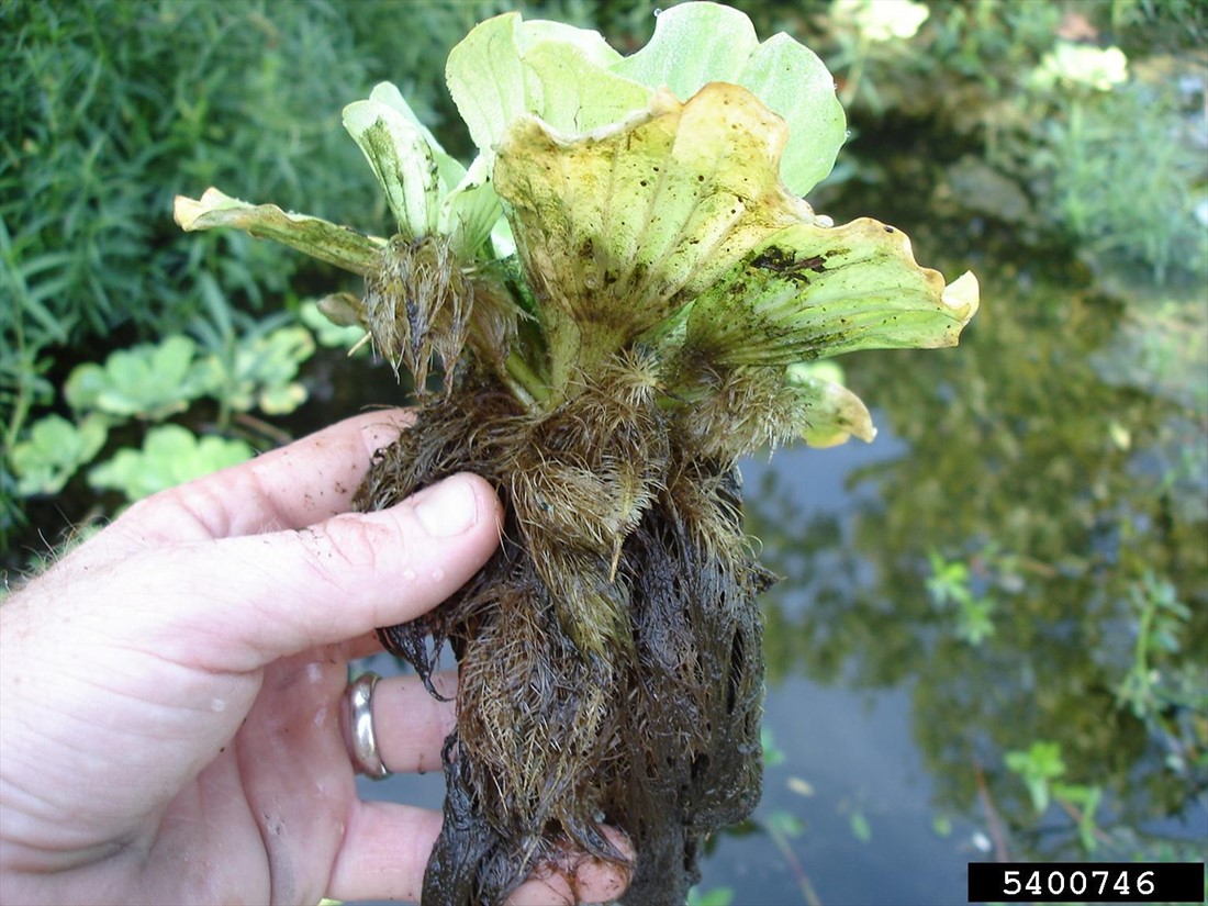 lettuce water roots