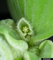 Photo 5. Close-up flower, water lettuce, Pistia stratiotes.