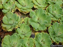 Photo 3. Close-up of leaves of water lettuce, Pistia stratiotes, showing the rosette formation and the characteristic pattern of the veins.