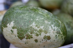 Photo 2. Papaya ringspot virus-W on watermelon (Fiji), showing characteristic ring patterns.