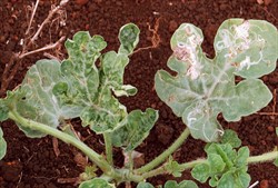 Photo 1. Characteristic white mines or trails of the vegetable leafminer, Liriomyza sativae, on the upper surface of watermelon leaves.