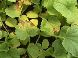 Photo 2. Angular marginal leaf spots of Acidovorax citrulli on melon.