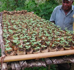 Photo 4. Checking in the nursery for infections of gummy stem blight, Didymella bryoniae, on seedlings of watermelon. This should be done at least twice a week. If infections are found, the plants should be removed and burnt. Notice that the nursery is high above ground.
