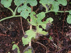 Photo 1. The large black spots are typical of gummy stem blight, Didymella bryoniae, on the leaves. Notice the concentration of the spots at the margins of the leaf where water stays for longer. Some of the spots have joined together.